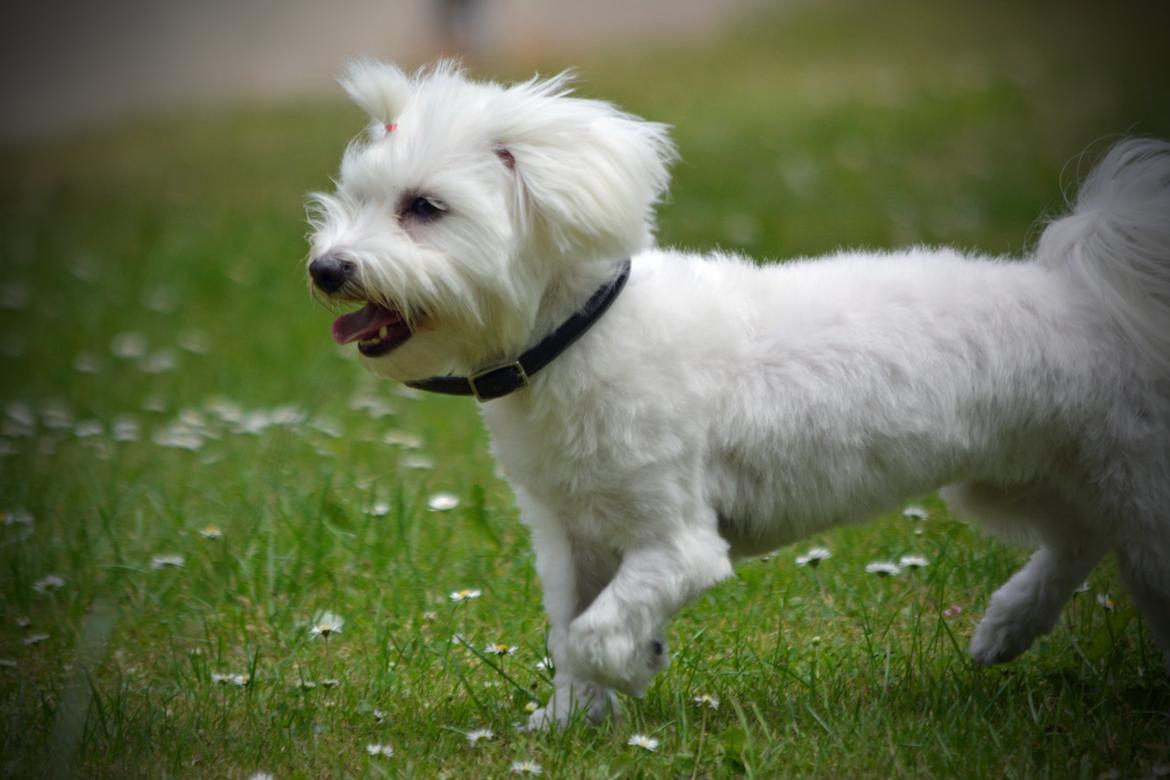 Malteser Fie R.I.P 26. Januar 2015 billede 41