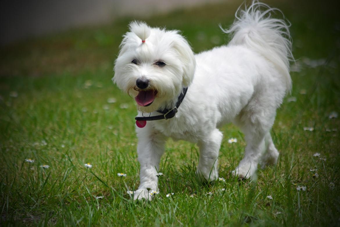 Malteser Fie R.I.P 26. Januar 2015 billede 42