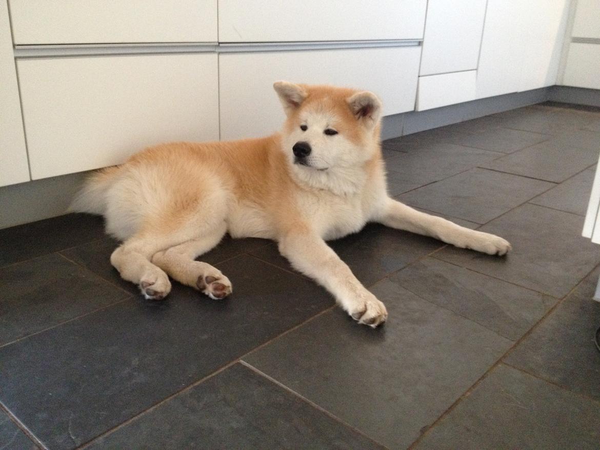 Akita inu K' Kaiser Go Akogareno billede 29