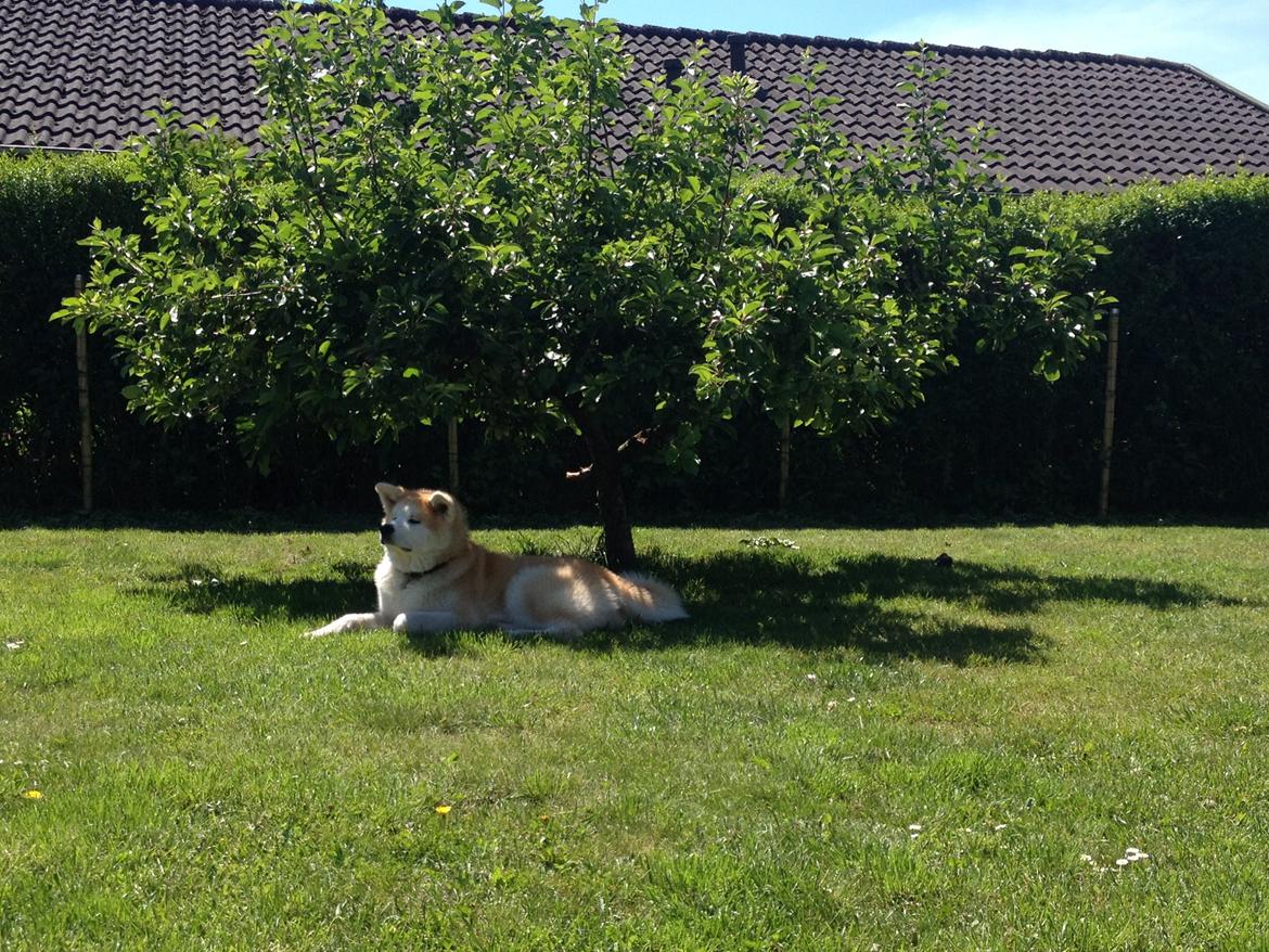 Akita inu K' Kaiser Go Akogareno billede 30