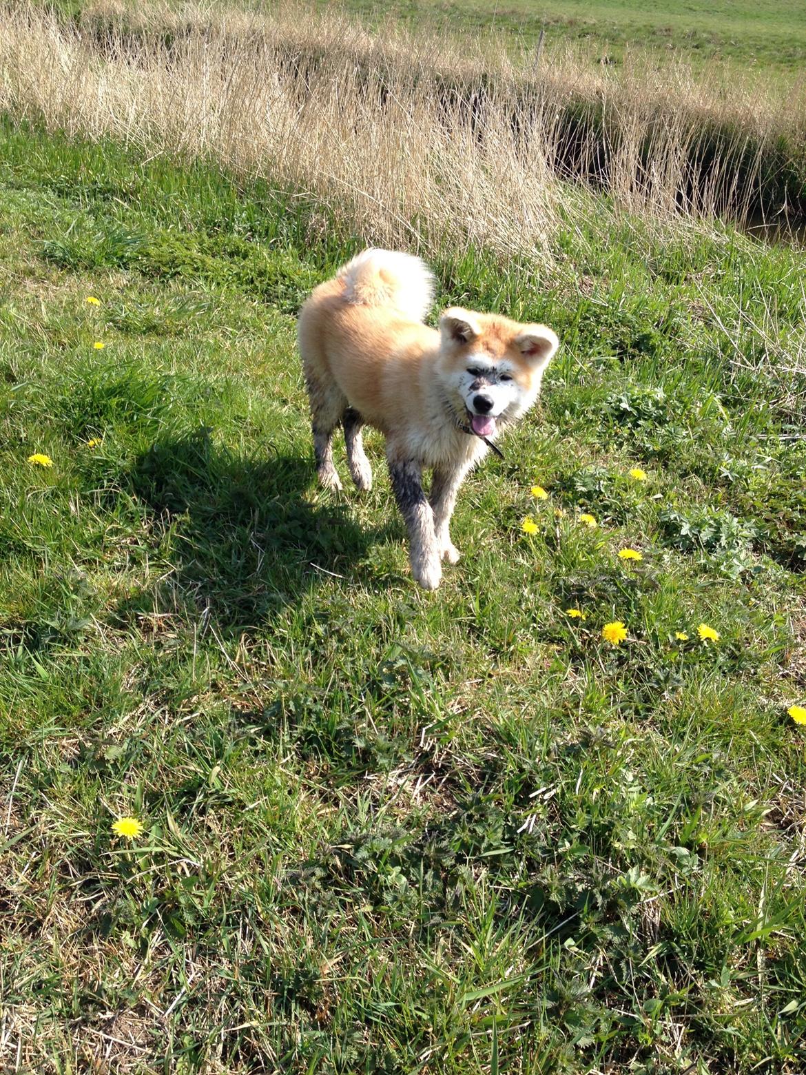 Akita inu K' Kaiser Go Akogareno billede 32