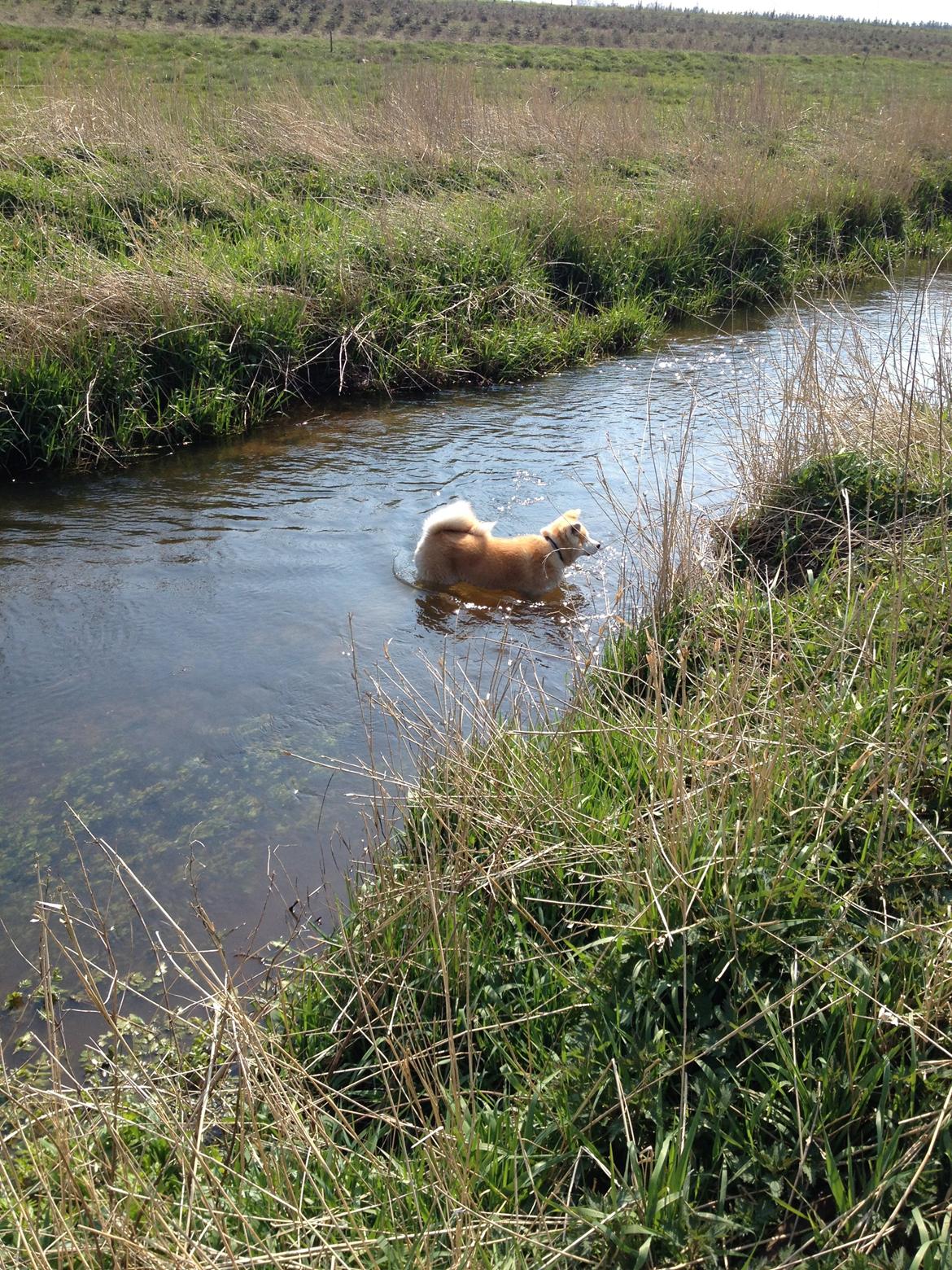 Akita inu K' Kaiser Go Akogareno billede 36