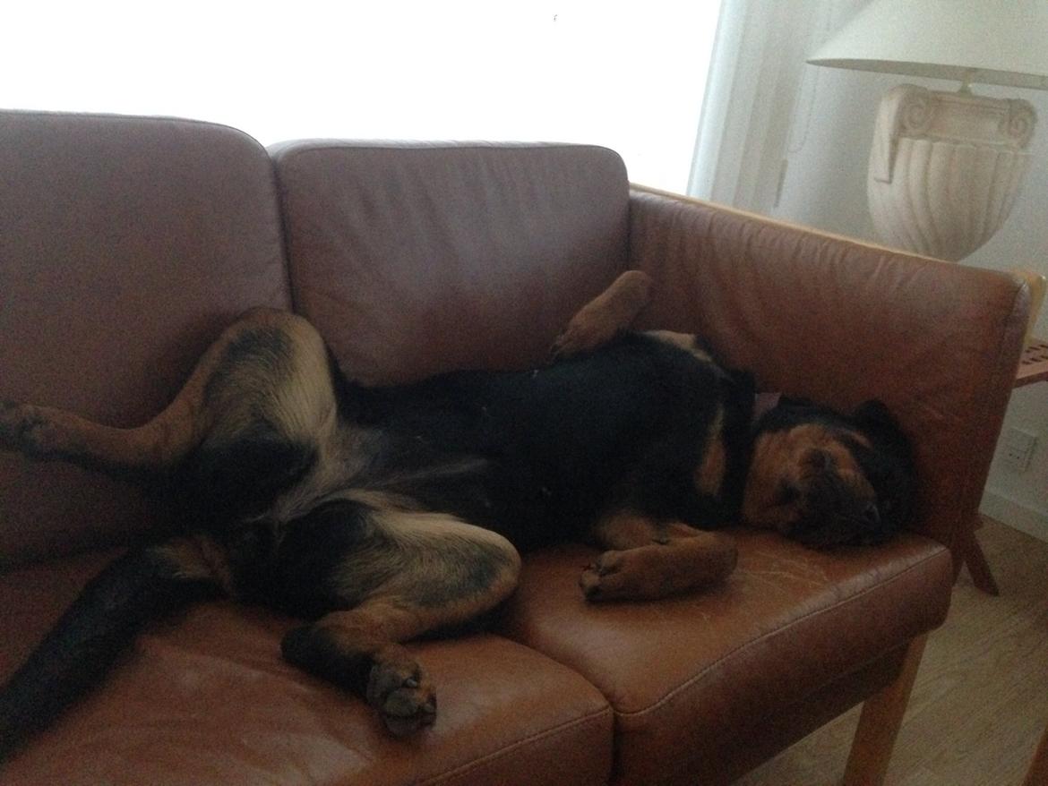 Rottweiler Rosie billede 3