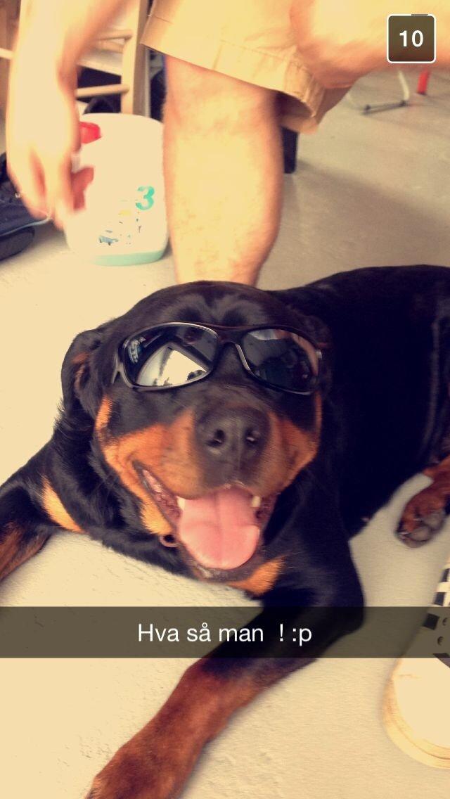 Rottweiler Rosie billede 2