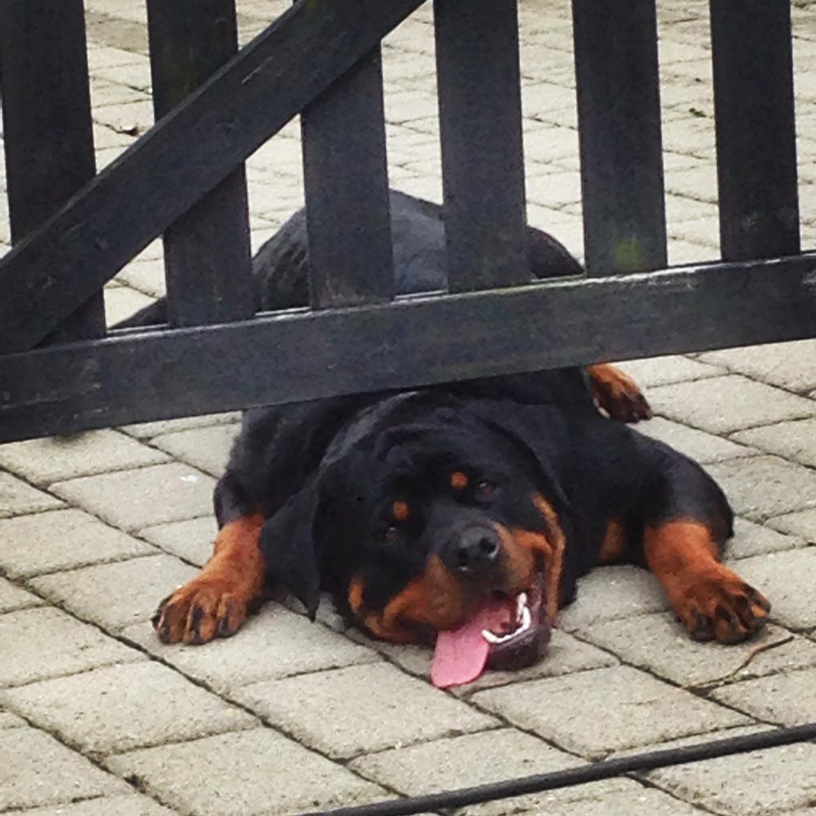 Rottweiler Rosie billede 1