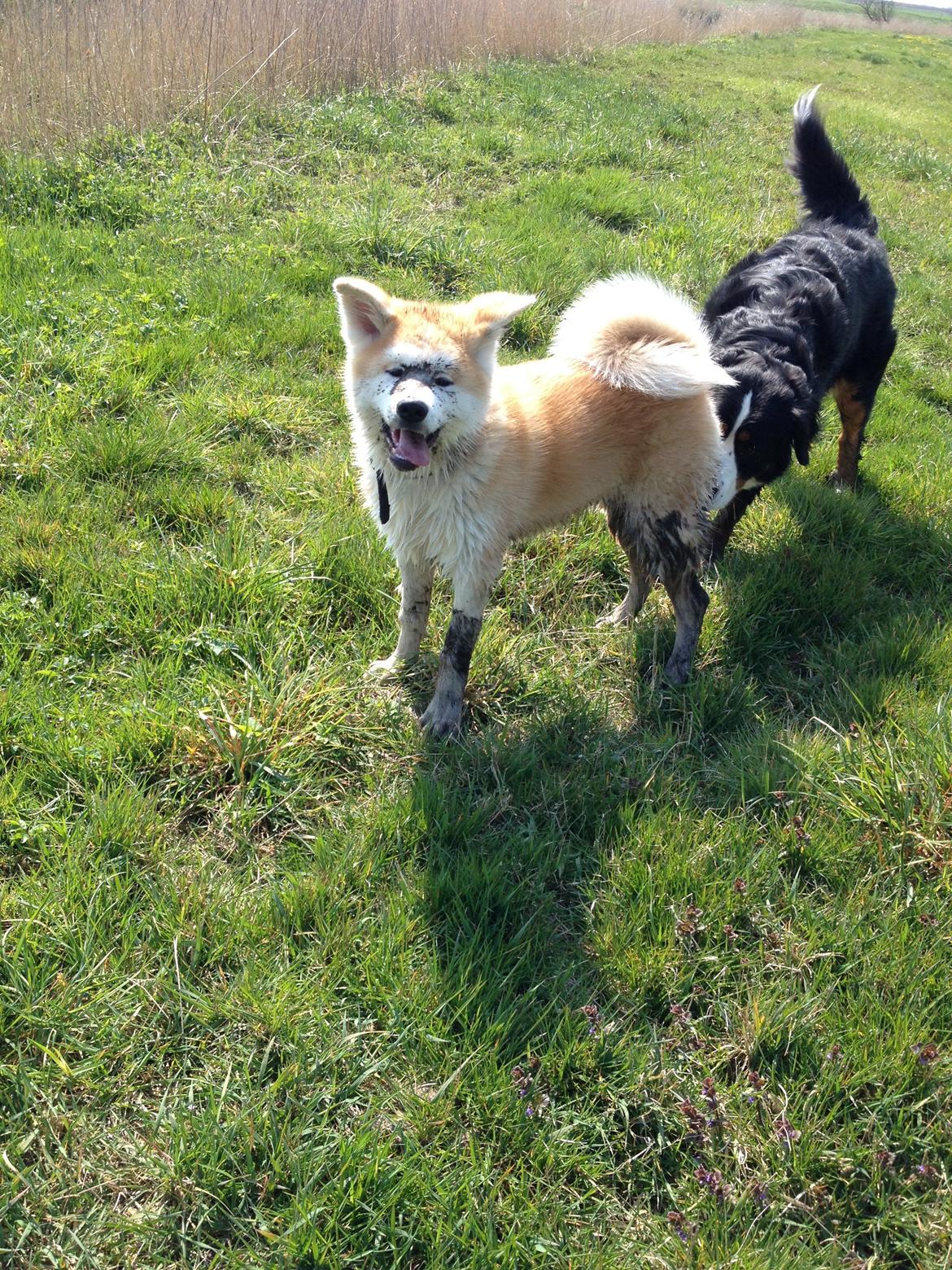 Akita inu K' Kaiser Go Akogareno billede 37