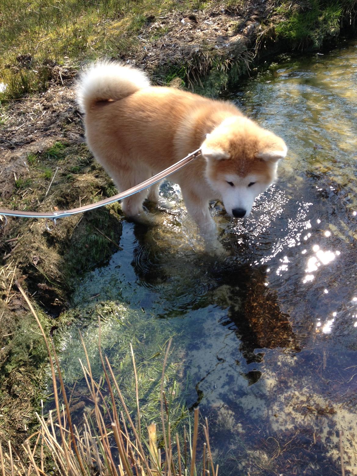 Akita inu K' Kaiser Go Akogareno billede 38