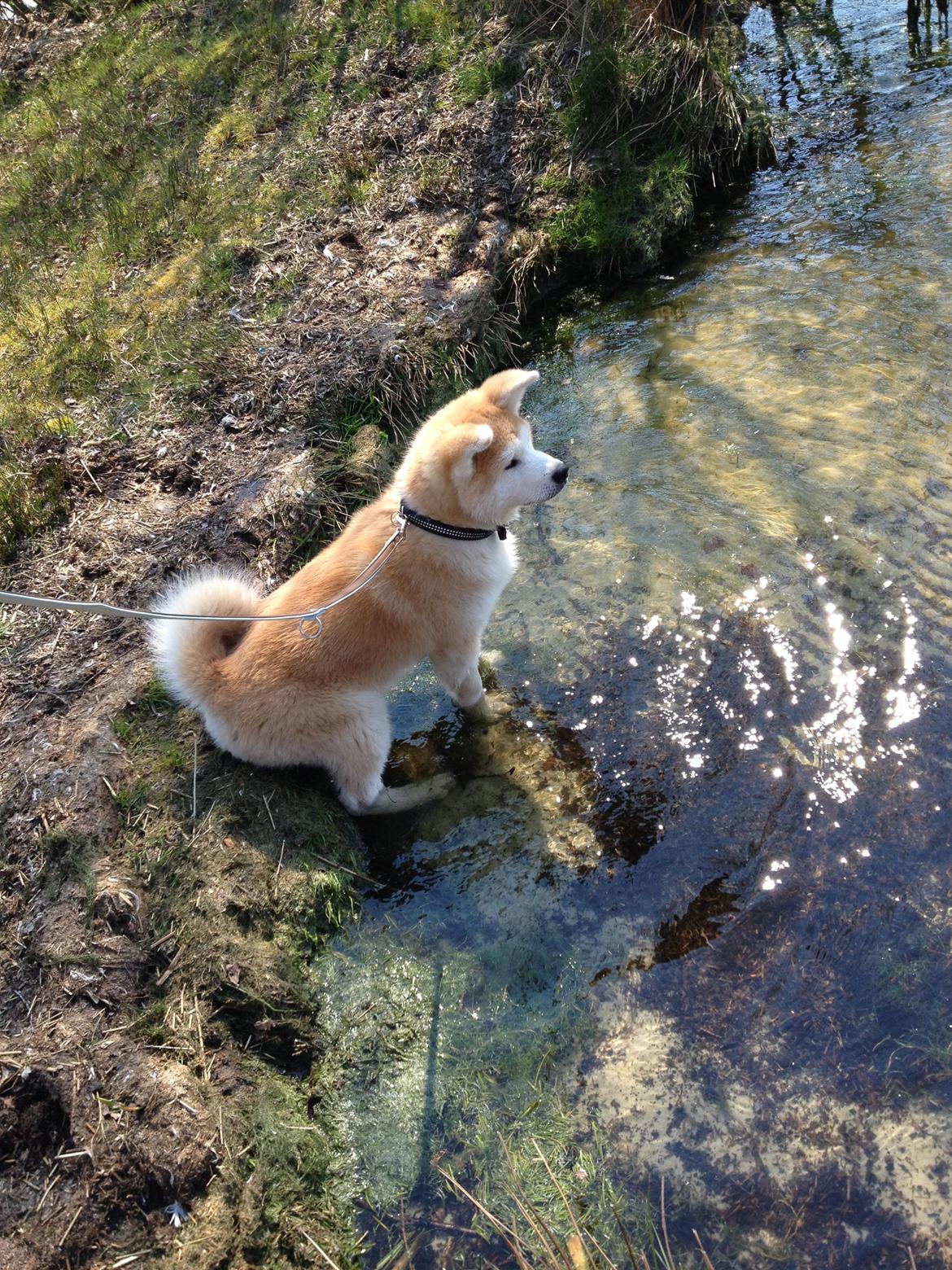 Akita inu K' Kaiser Go Akogareno billede 8