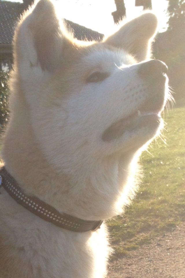 Akita inu K' Kaiser Go Akogareno billede 1