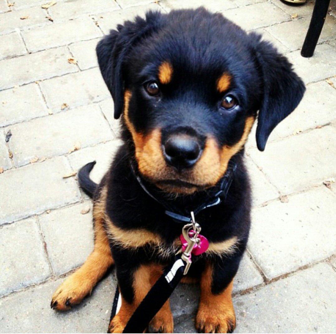 Rottweiler Rosie billede 5