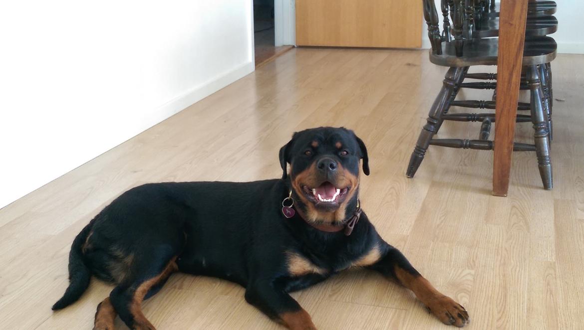 Rottweiler Rosie billede 7