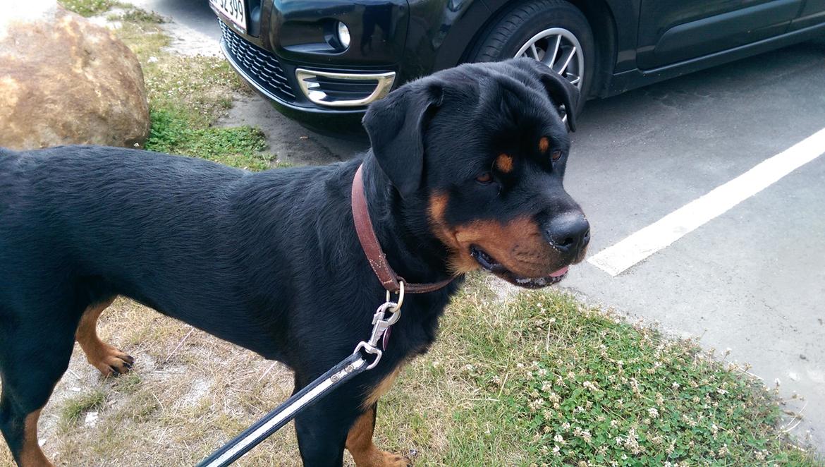 Rottweiler Rosie billede 8