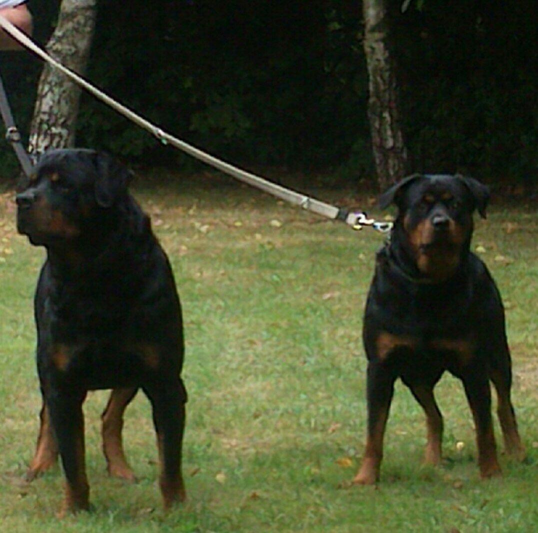 Rottweiler Rosie billede 9