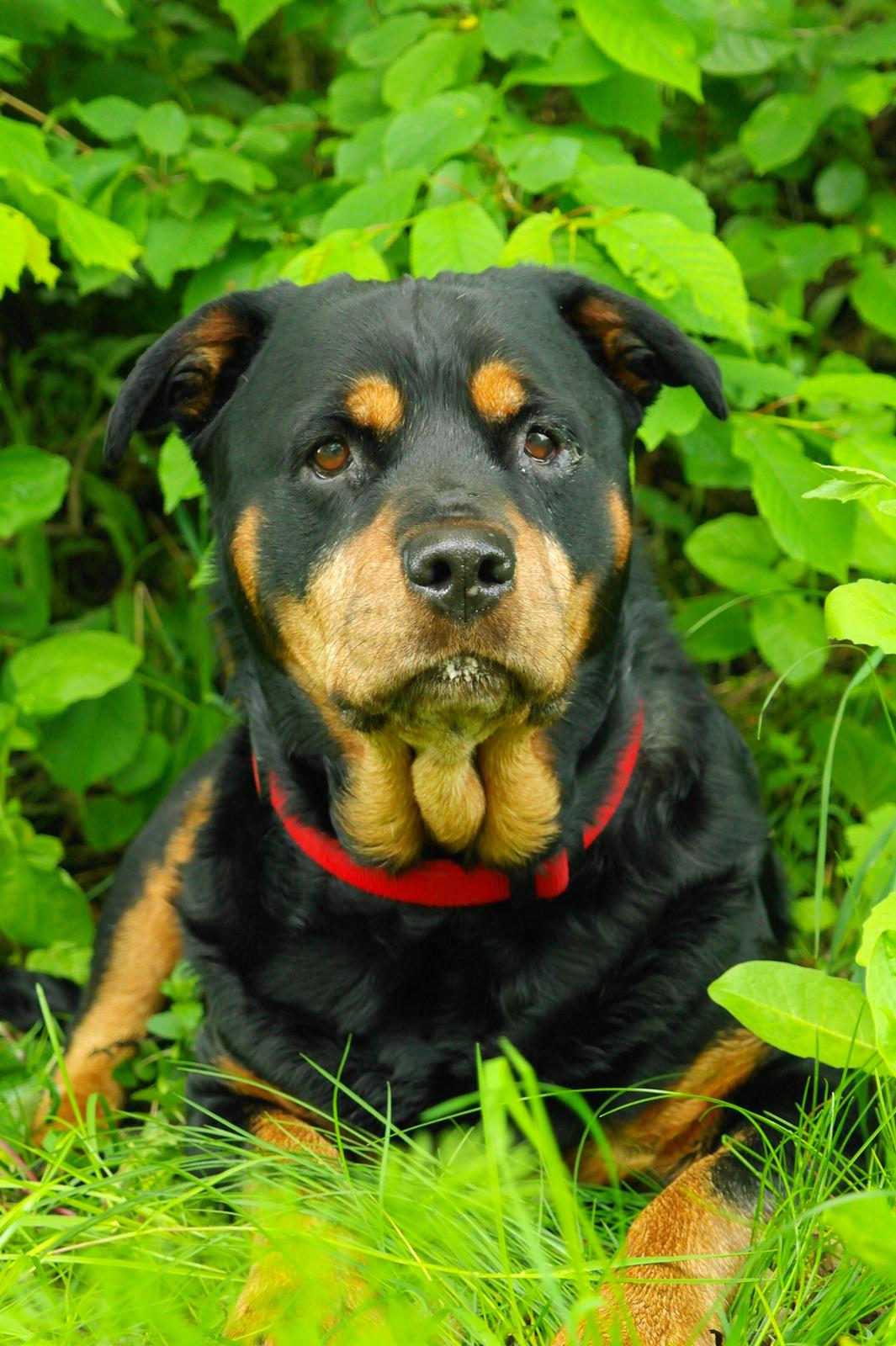 Rottweiler Mollie<3 |Molsen|<3 R.I.P Min trold..<3 billede 2