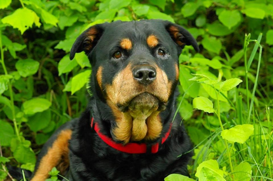 Rottweiler Mollie<3 |Molsen|<3 R.I.P Min trold..<3 billede 1