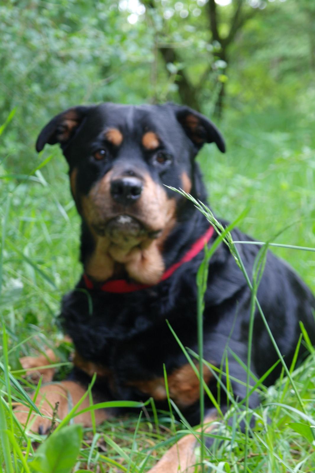 Rottweiler Mollie<3 |Molsen|<3 R.I.P Min trold..<3 billede 5