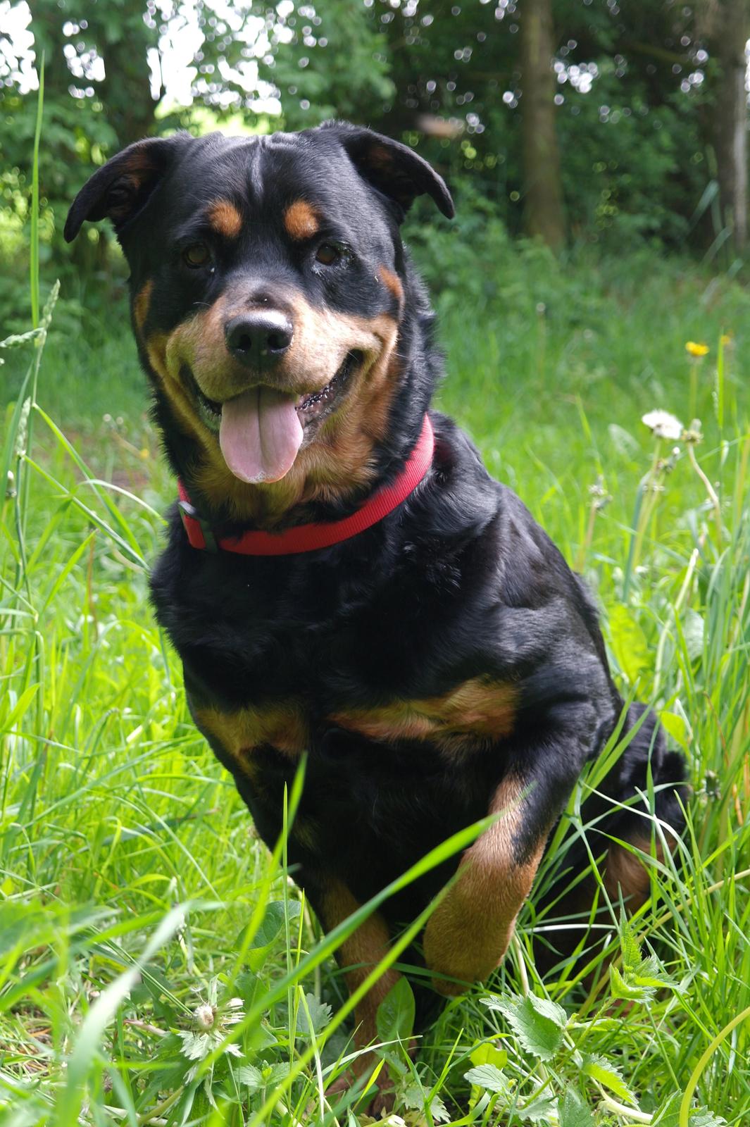 Rottweiler Mollie<3 |Molsen|<3 R.I.P Min trold..<3 billede 3
