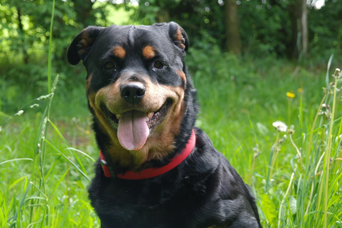 Rottweiler Mollie<3 |Molsen|<3 R.I.P Min trold..<3 billede 8