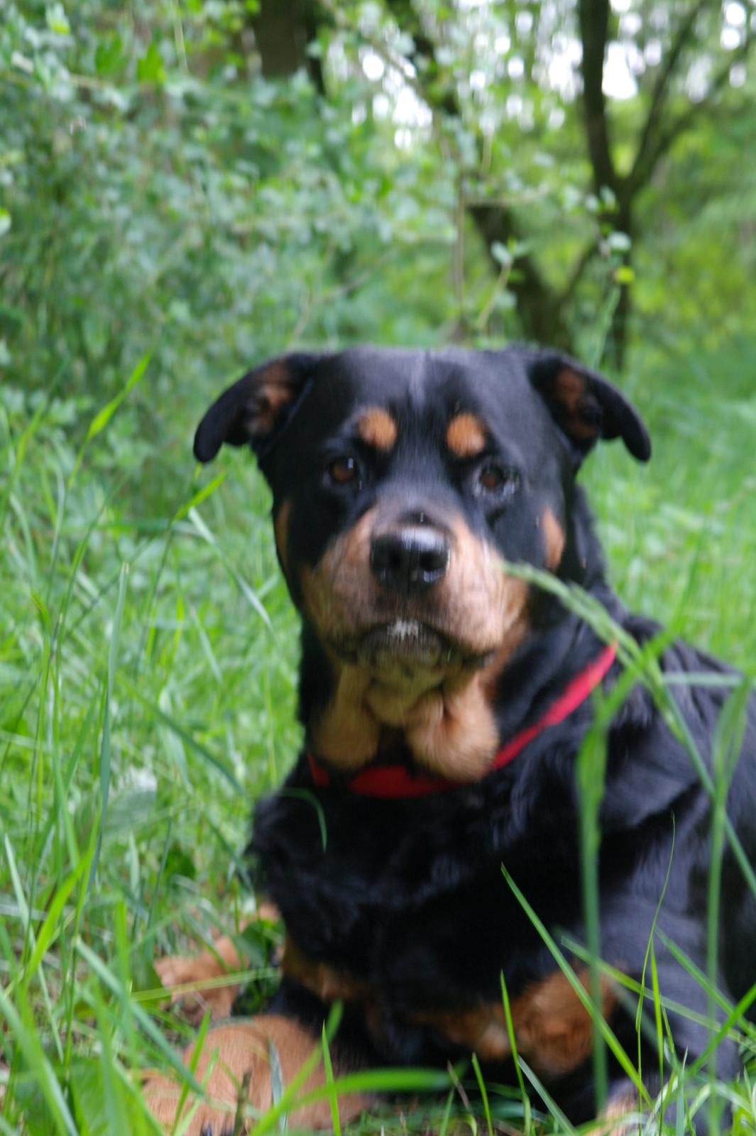 Rottweiler Mollie<3 |Molsen|<3 R.I.P Min trold..<3 billede 12