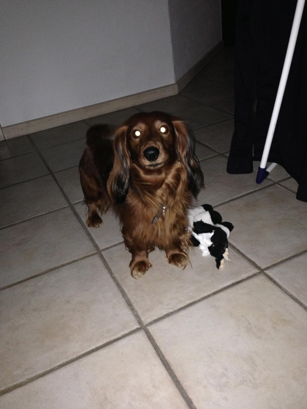 Dværggravhund Kenzo (King/Kejser) billede 5