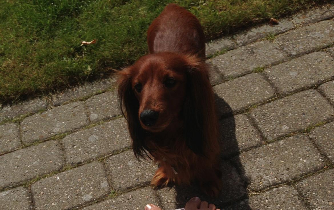 Dværggravhund Kenzo (King/Kejser) billede 6