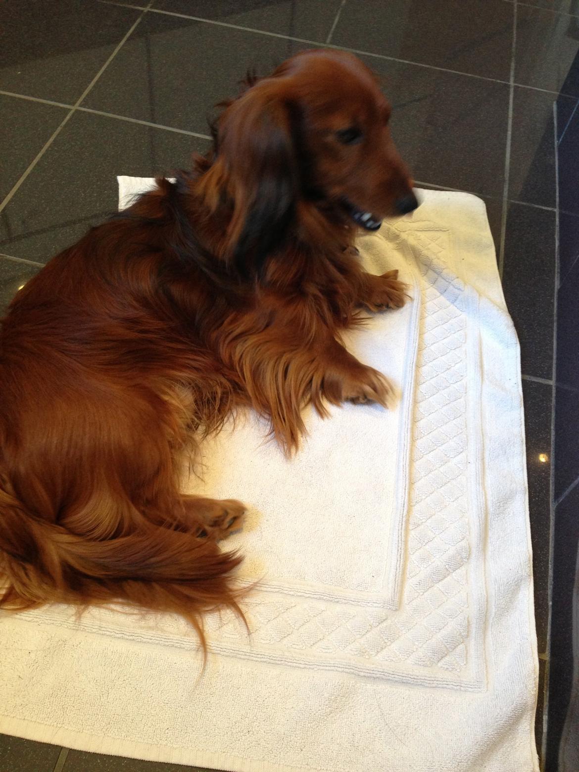 Dværggravhund Kenzo (King/Kejser) billede 4