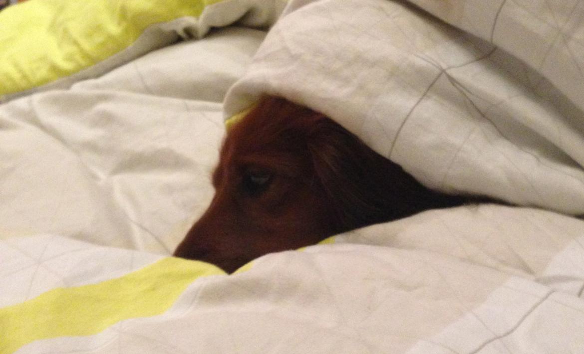 Dværggravhund Kenzo (King/Kejser) billede 8