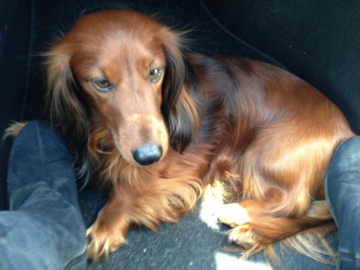 Dværggravhund Kenzo (King/Kejser) billede 9