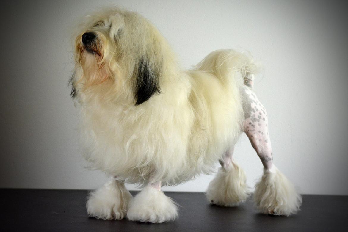 Løwchen Lions of Denmark X'llent Ludvig *Silas* billede 2