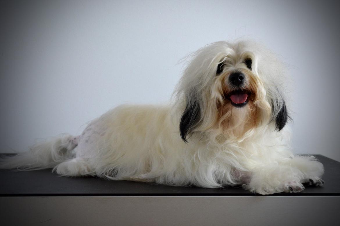 Løwchen Lions of Denmark X'llent Ludvig *Silas* billede 3