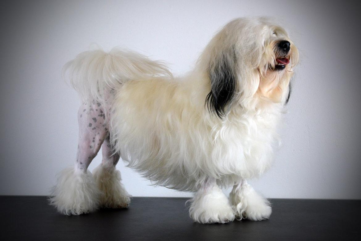 Løwchen Lions of Denmark X'llent Ludvig *Silas* billede 4