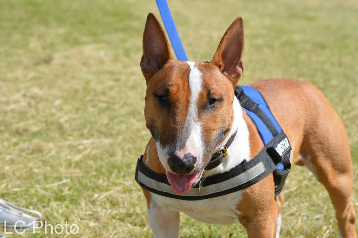 Bullterrier miniature Otto billede 1