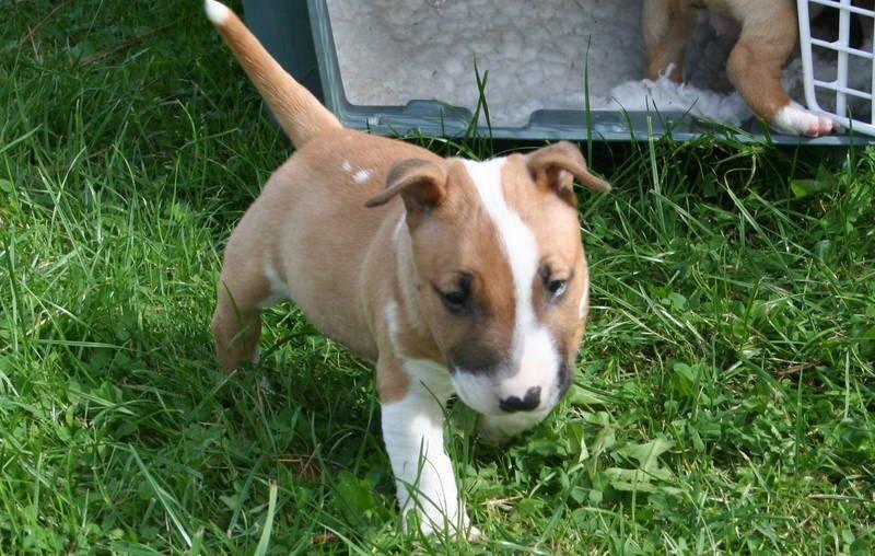 Bullterrier miniature Otto billede 2