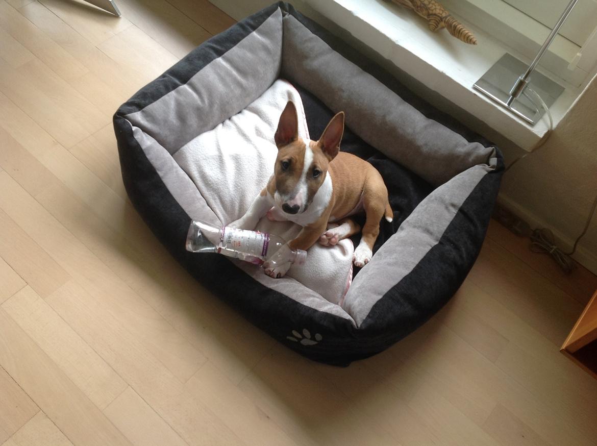 Bullterrier miniature Otto billede 4