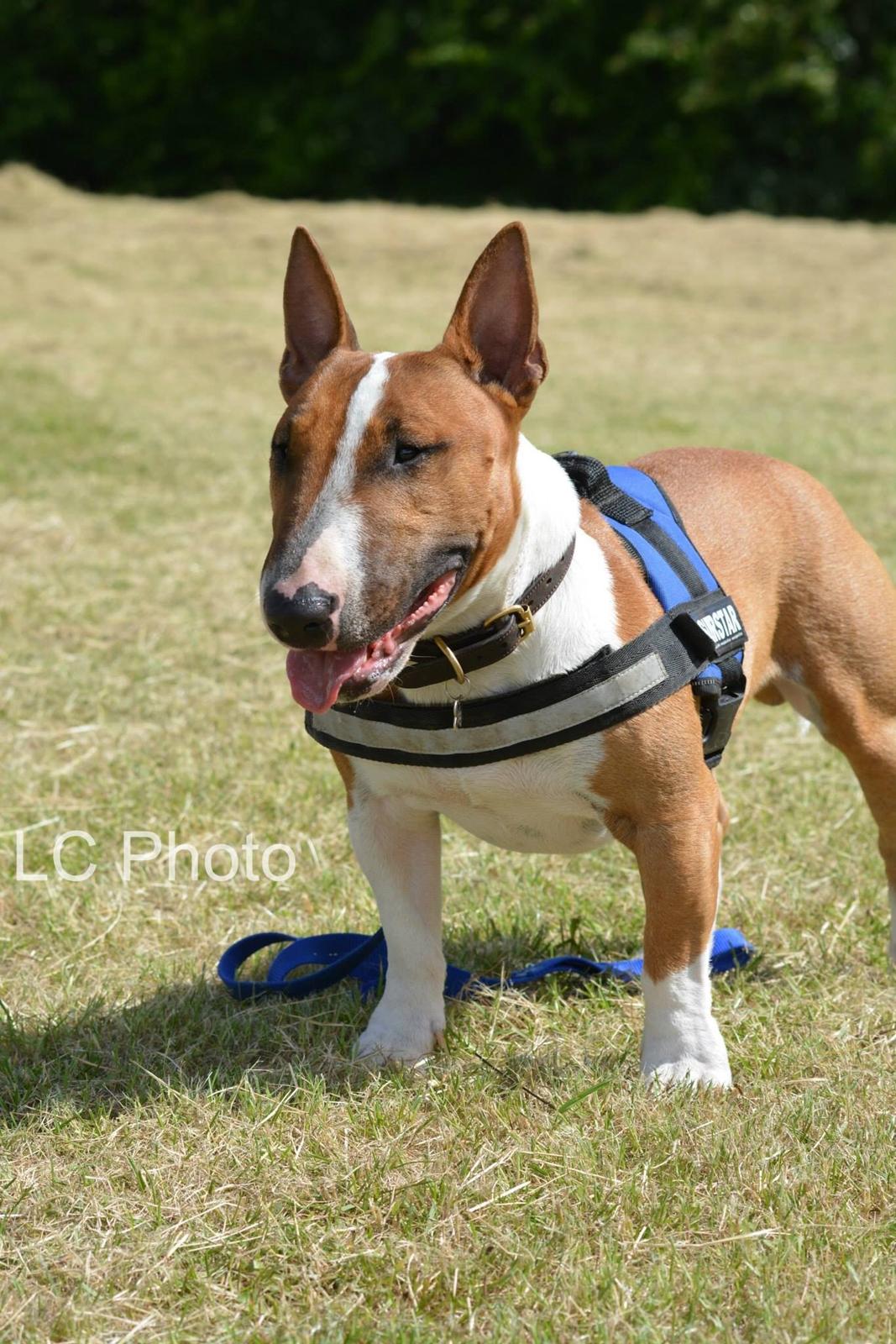 Bullterrier miniature Otto billede 5