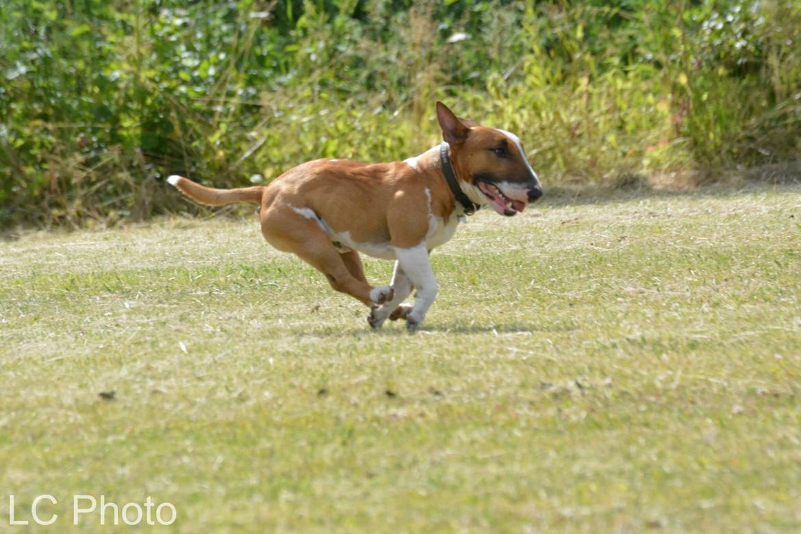 Bullterrier miniature Otto billede 6
