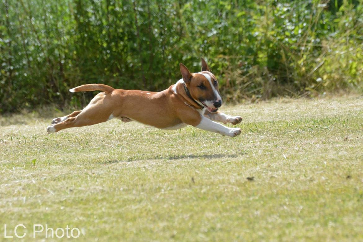 Bullterrier miniature Otto billede 7