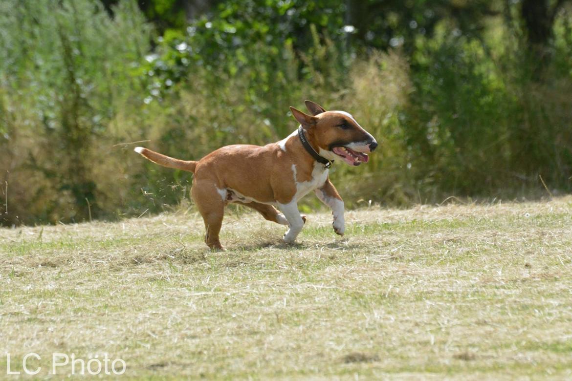 Bullterrier miniature Otto billede 8