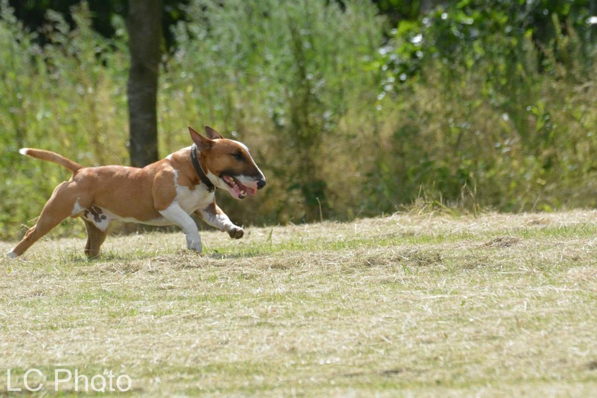 Bullterrier miniature Otto billede 9