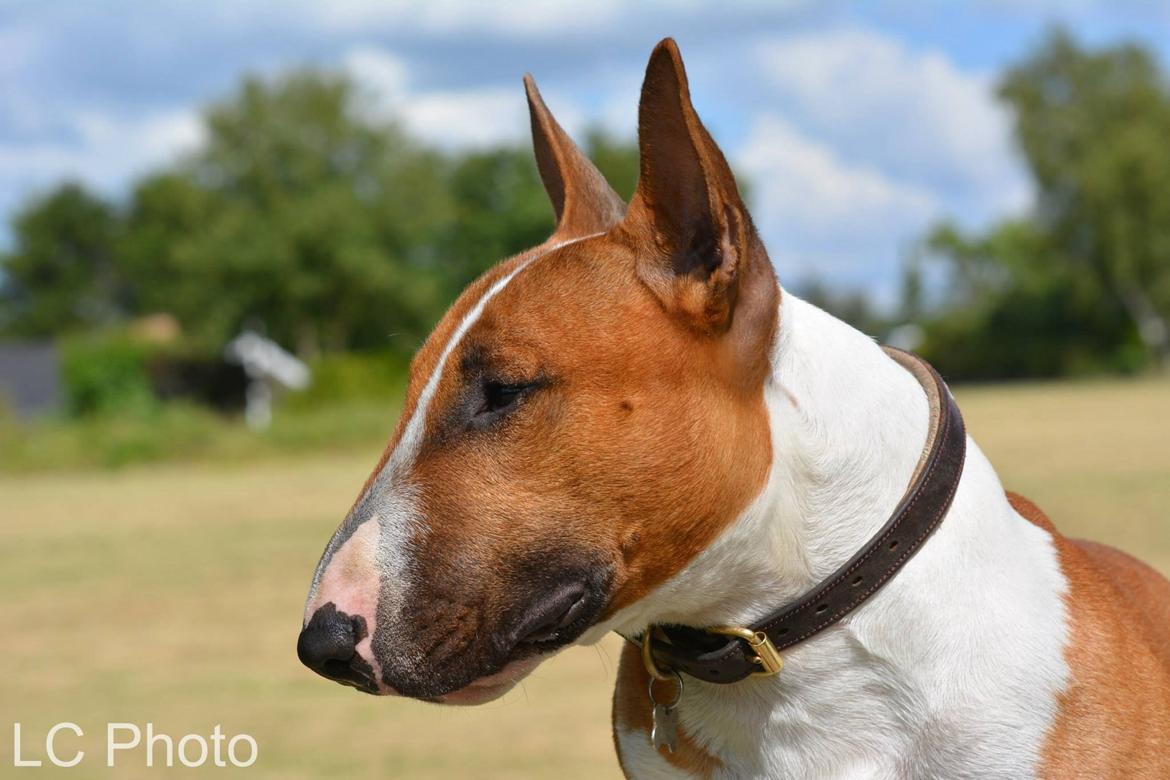 Bullterrier miniature Otto billede 10