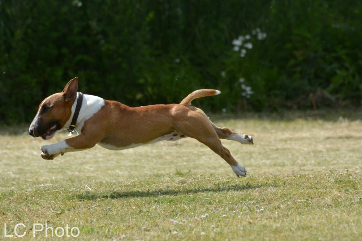 Bullterrier miniature Otto billede 11