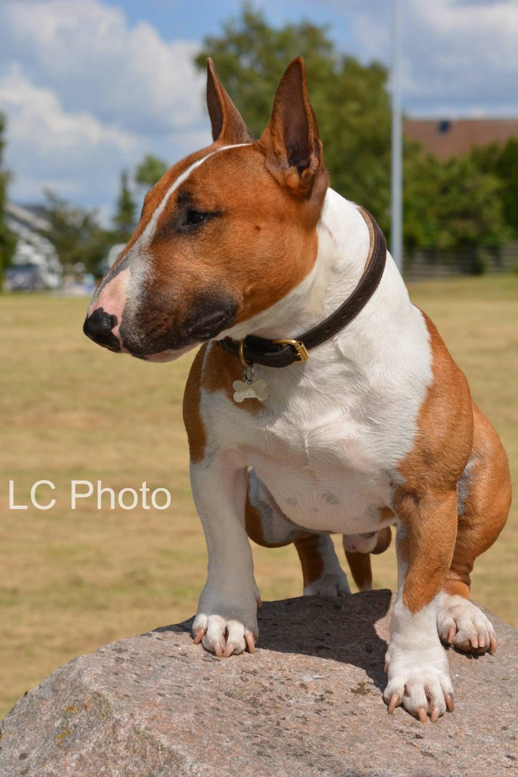 Bullterrier miniature Otto billede 12