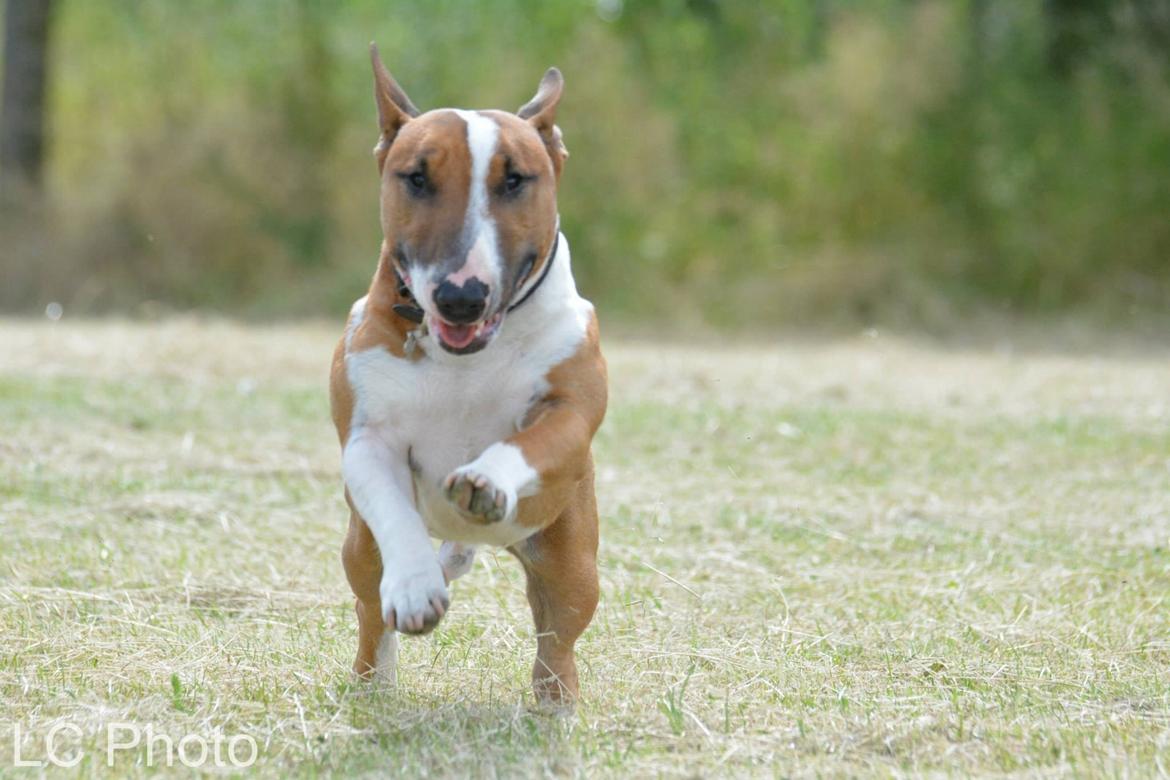 Bullterrier miniature Otto billede 13