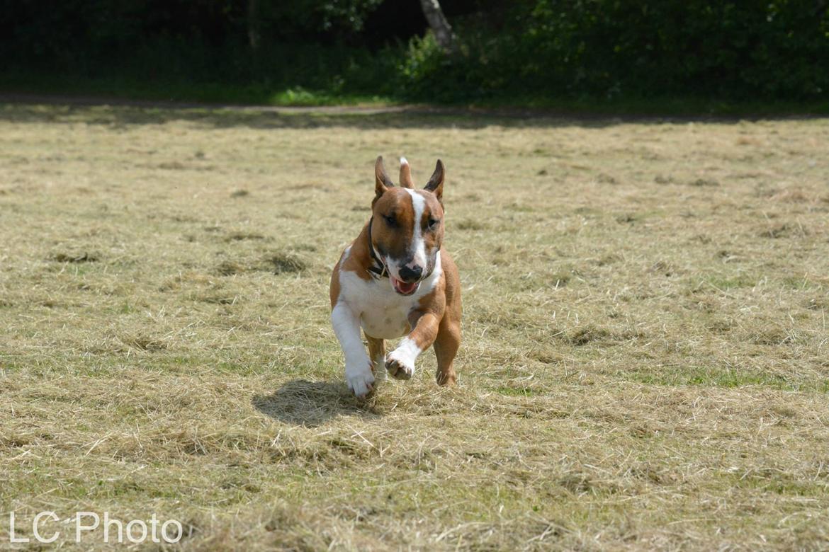 Bullterrier miniature Otto billede 14