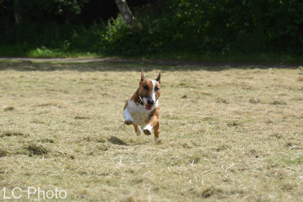 Bullterrier miniature Otto billede 15