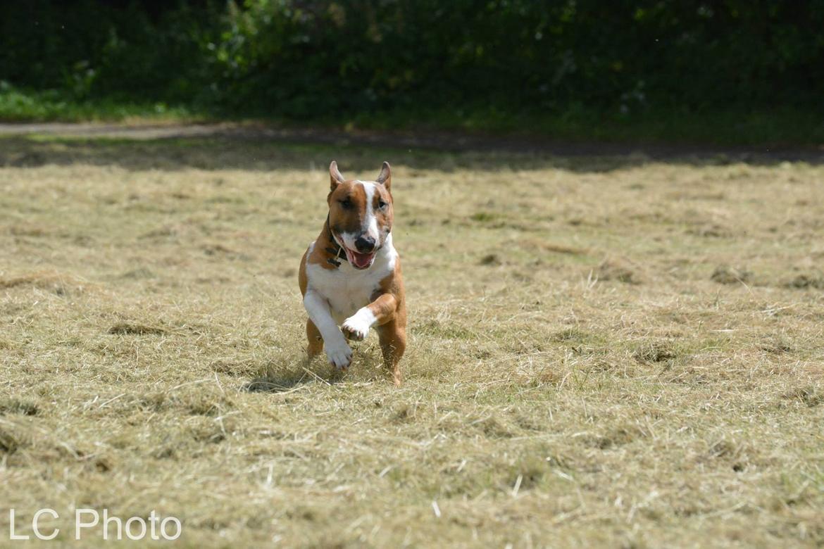 Bullterrier miniature Otto billede 16