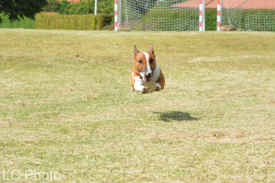 Bullterrier miniature Otto billede 17