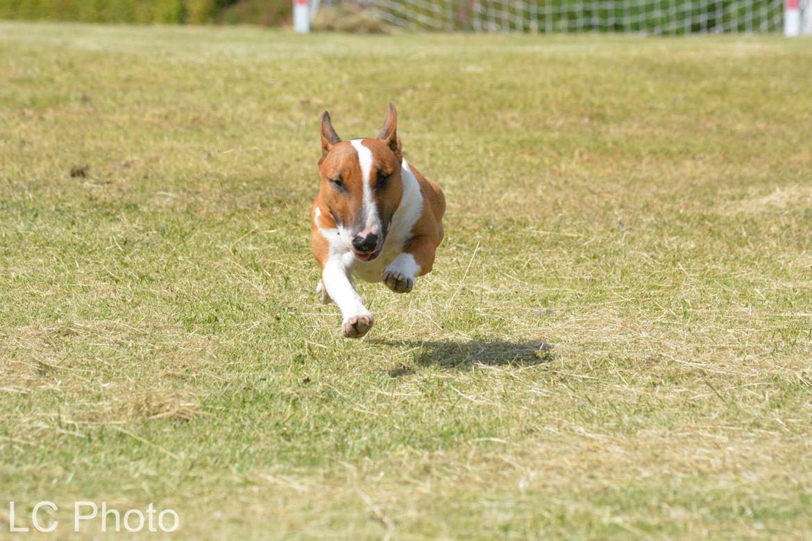 Bullterrier miniature Otto billede 18
