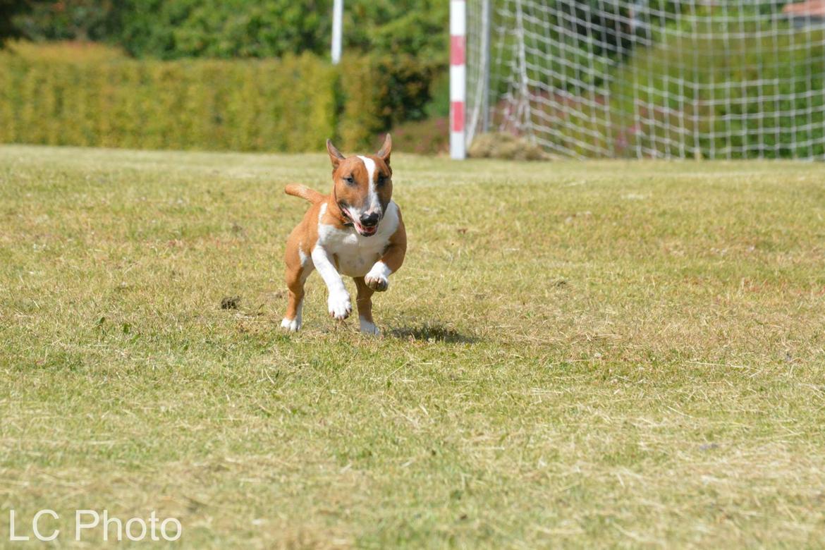 Bullterrier miniature Otto billede 19