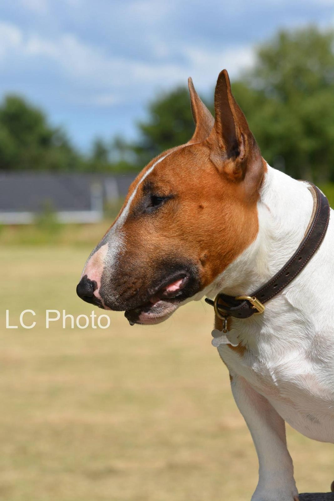 Bullterrier miniature Otto billede 20